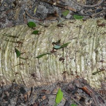 Leaf cutting ants